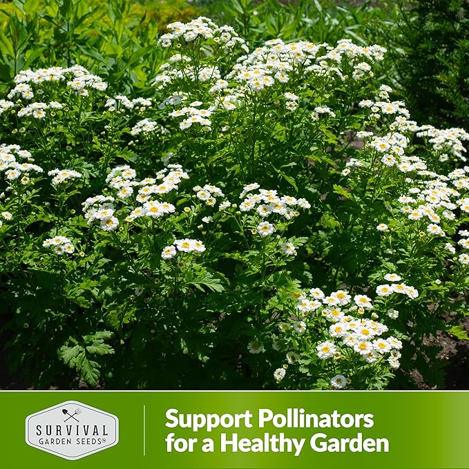 Feverfew Seeds for Planting - 3 Packets with Instructions to Plant and Grow Your Own Bachelor's Buttons in Your Home Vegetable or Herb Garden - Non-GMO Heirloom Variety - Survival Garden Seeds