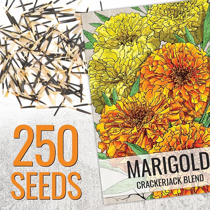 Seed Needs Crackerjack Marigold Seeds for Planting - Heirloom & Open Pollinated Annual Flowers - Plant a Butterfly Garden to Attract Pollinators (5 Packs (1,250 Seeds))