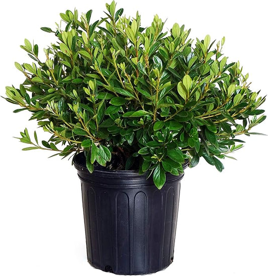 Azalea 'Karen' (Azalea) Shrub, lavender flowers, #3 - Size Container