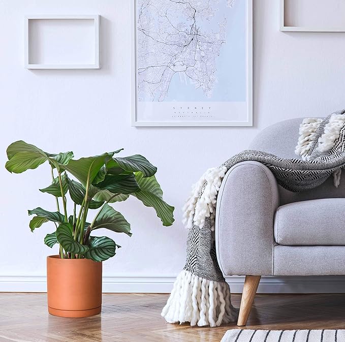 D'vine Dev Medium 8 Inch Terracotta Plant Pot with Drainage Hole and Saucer, Round Cylinder Planter Pot for Indoor Plants, 40-X-A-4