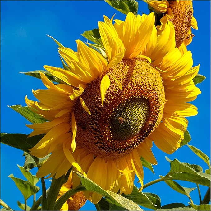 Seed Needs, Sunflower Duo 300+ Mammoth and 1,000+ Crazy Mixture Seeds (Helianthus annuus) These Sunflowers Flowers Attract Hummingbirds, Bees and Butterflies (Pollinators) Bulk