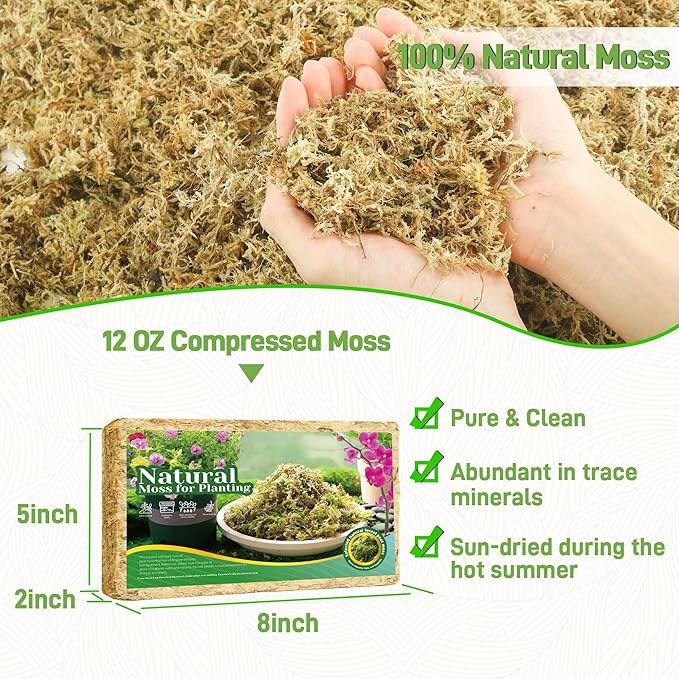 12Oz Sphagnum Moss for Plants Indoor, Premium Peat Moss for Reptiles Terrarium-12 Quarter, Natural Long Fiber Orchid Moss for Repotting Propagation Succulent Sarracenia Carnivorous Gardening
