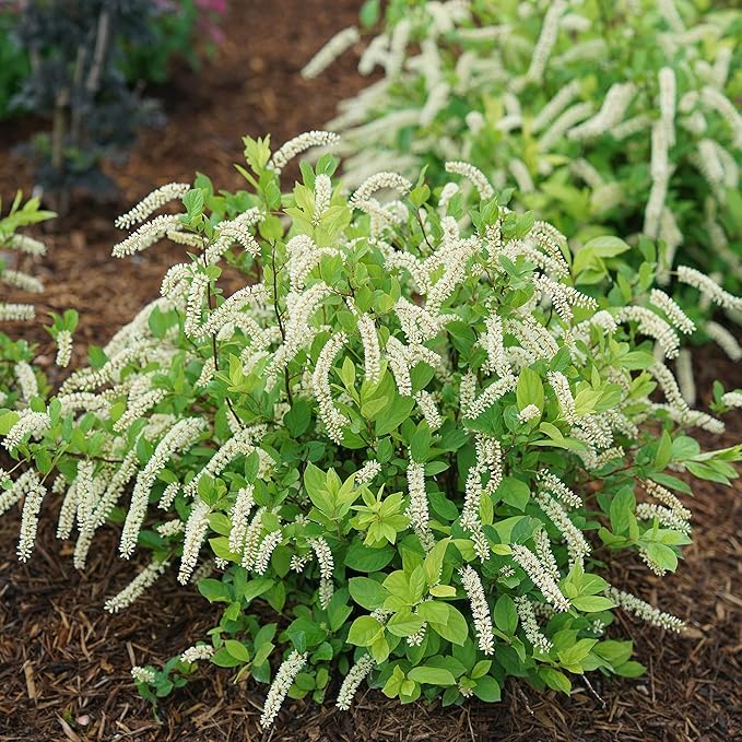 Sweetspire Scentlandia Itea, 2 Gallon, White Blooms