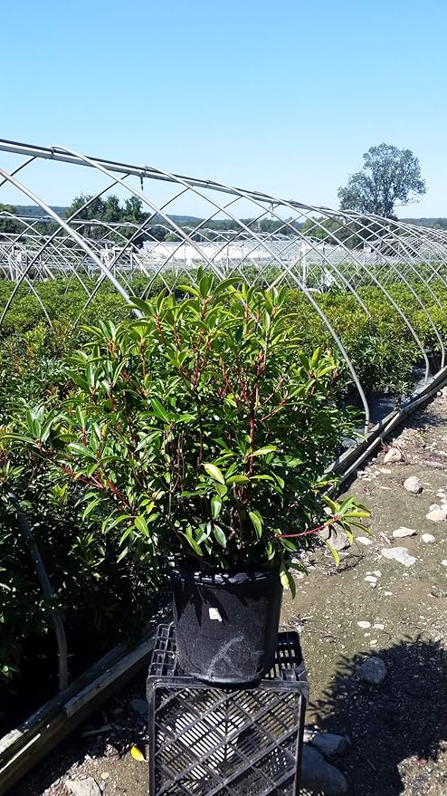Kalmia LAT. 'Kaleidoscope' (Mountain Laurel) Evergreen, 2-Size Container, red w/White Flowers