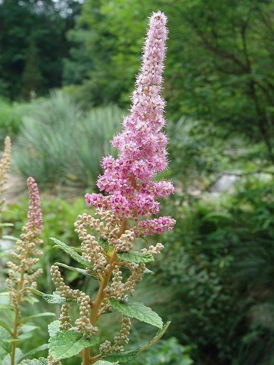 American Beauties Native Plants - Spiraea Tomentosa (Steeplebush) Shrub, Small Pink Flowers, #2 - Size Container