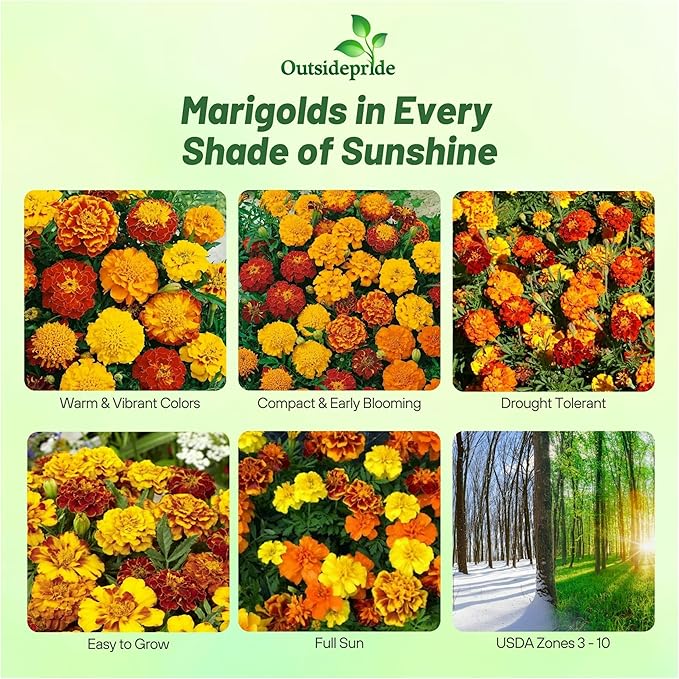 Outsidepride French Marigold Seeds Mix - 1/4 Lb. Annual, Compact, Heat & Drought Tolerant Flower Seeds for Planting w/Orange & Yellow Prolific Blooms, Ideal for Vibrant Pollinator Gardens