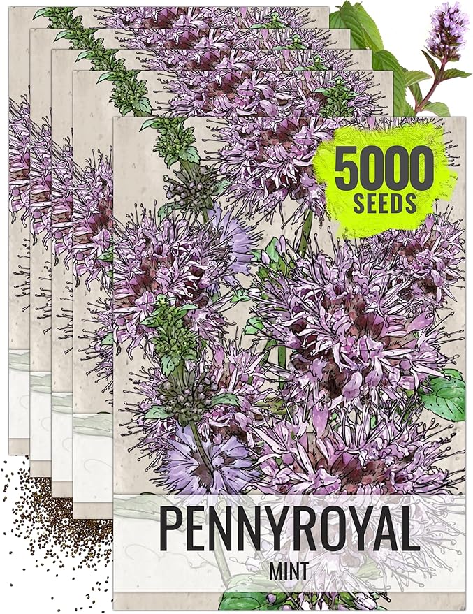 Seed Needs, Pennyroyal Mint Seeds - 1,000 Heirloom Seeds for Planting Mentha pulegium - Medicinal Herb Non-GMO & Untreated for Indoor/Outdoor Gardens (5 Packs)