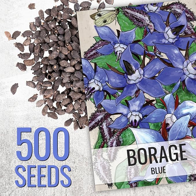 Seed Needs Blue Borage Seeds for Planting - Heirloom, Non-GMO & Untreated - Blue Star Flowers to Attract Bees, Butterflies & Other Pollinators (5 Packs)