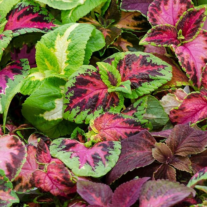 Seed Needs Coleus Seeds for Planting Rainbow Mixture - Heirloom & Open Pollinated Plants Prefer Partial Shade Indoors/Outdoors (1 Pack)