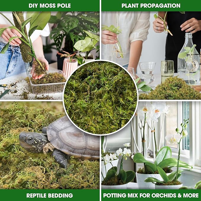 DUSPRO Dried Moss for Potted Plants, Forest Orchid Moss for Potting Mix, Sphagnum Potting Moss for Plants Indoor, Real Moss Soil Cover for Houseplant (2 OZ)