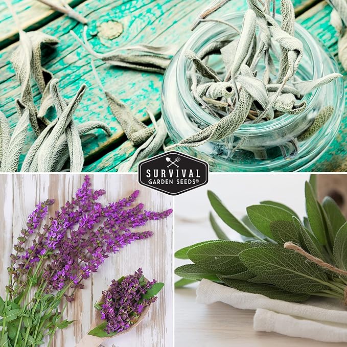 Survival Garden Seeds Sage Collection Seed Vault - White, Culinary & Victoria Blue Sage (Salvia Apiana, Officinalis, Farinacea) - Non-GMO Heirloom Seeds for Your Garden