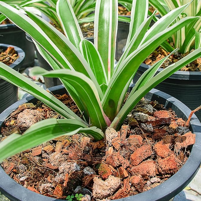 Coco Chips Substrate 6.6 LBS, Organic Coconut Husk Brick with Low EC and pH Balanced, Easy to Expand Coco Coir Mulch Medium for Garden Flowers & Reptile Bedding (6 Pcs)