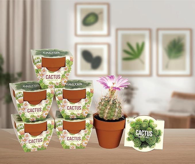 BUZZY Seeds Terracotta Mini Grow Pots | Herb, Plant, Flower Starter Kit for Kids & Adults | Mini Cactus 6-Pack, Daydream Collection | Guaranteed to Grow | Best Indoor Grow Your Own Plant