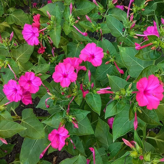 Outsidepride 1 lb. Perennial Mirabilis Jalapa Four O' Clock Pink Flower Seeds for Planting