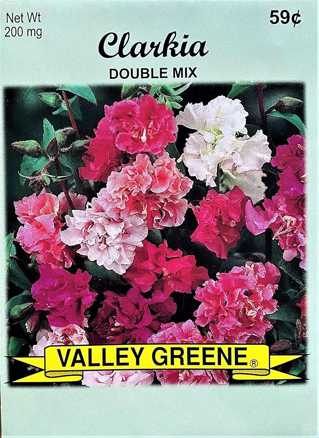 Set of Flower Seed Packets! Flower Seeds in Bulk - Great for Creating The Garden of Your Dreams! (50, Clarkia - Double Mix)