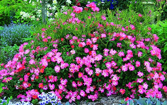 Drift Roses - Rosa Pink Drift (Rose) Rose, pink flowers, #2 - Size Container