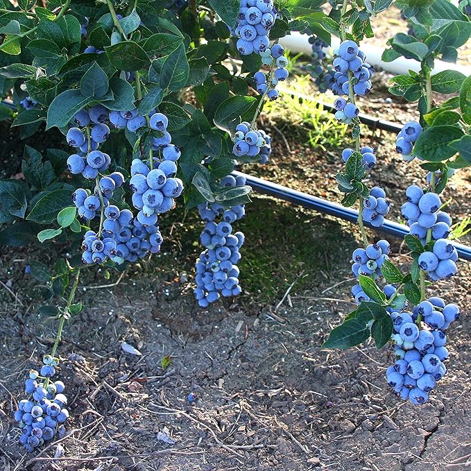 Vaccinium corymbosum 'Bluegold' (HighBush Blueberry) Edible-Shrub, #3 - Size Container