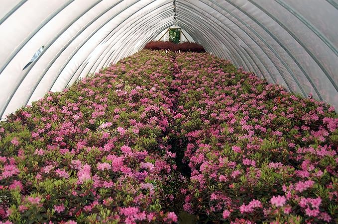 Rhododendron 'Aglo' (Rhododendron) Evergreen, pink flowers, #2 - Size Container