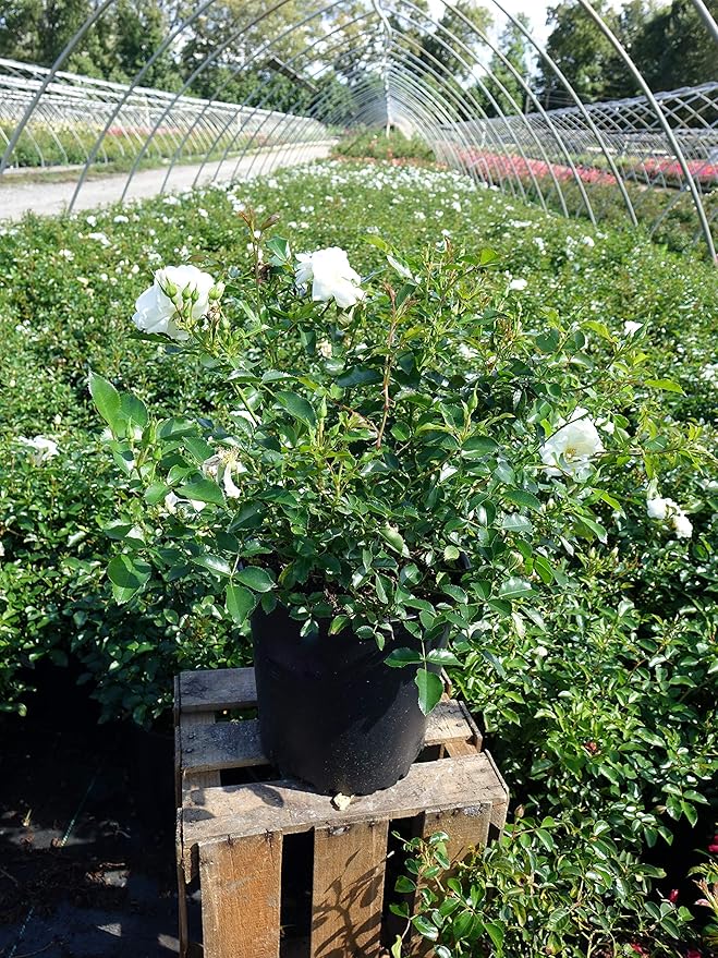 Flower Carpet Roses - Rosa White (Rose) Rose, double white flowers, #2 - Size Container