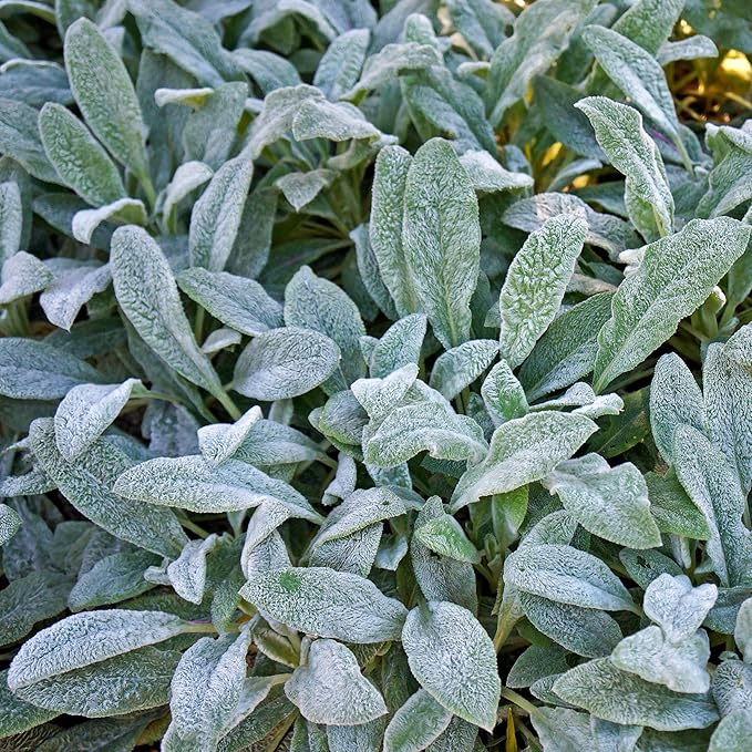 Outsidepride 1000 Seeds Perennial Stachys Byzantina Lamb's Ear Flower Seeds for Planting