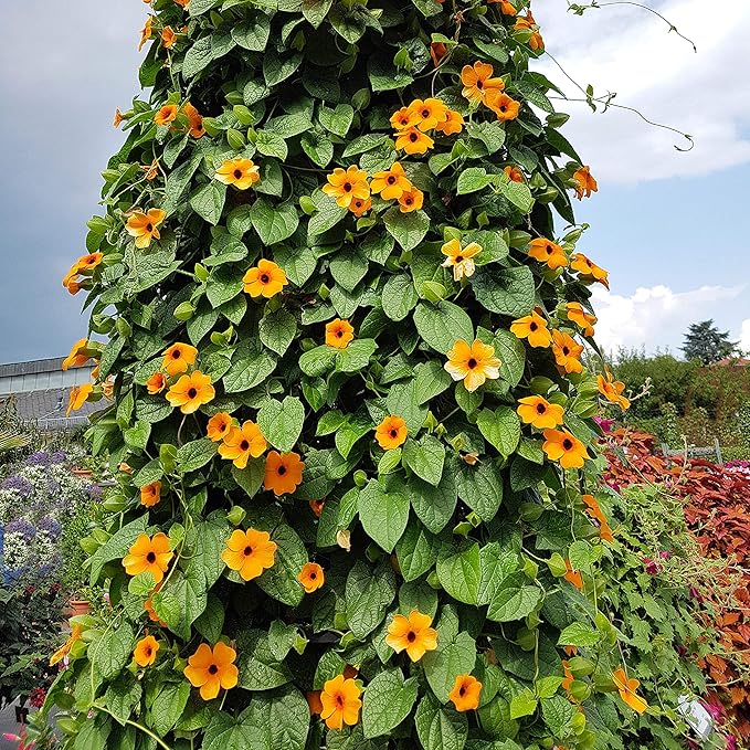 Outsidepride 100 Seeds Annual Orange Thunbergia Black-Eyed Susan Vine Flower Seed for Planting