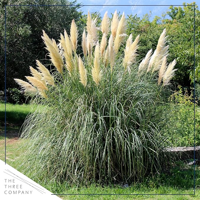 Live Ornamental Perennial Grass - White Pampas - Showy Accent Plant - 12" Tall by 6" Wide in 1.5 Quart Pot