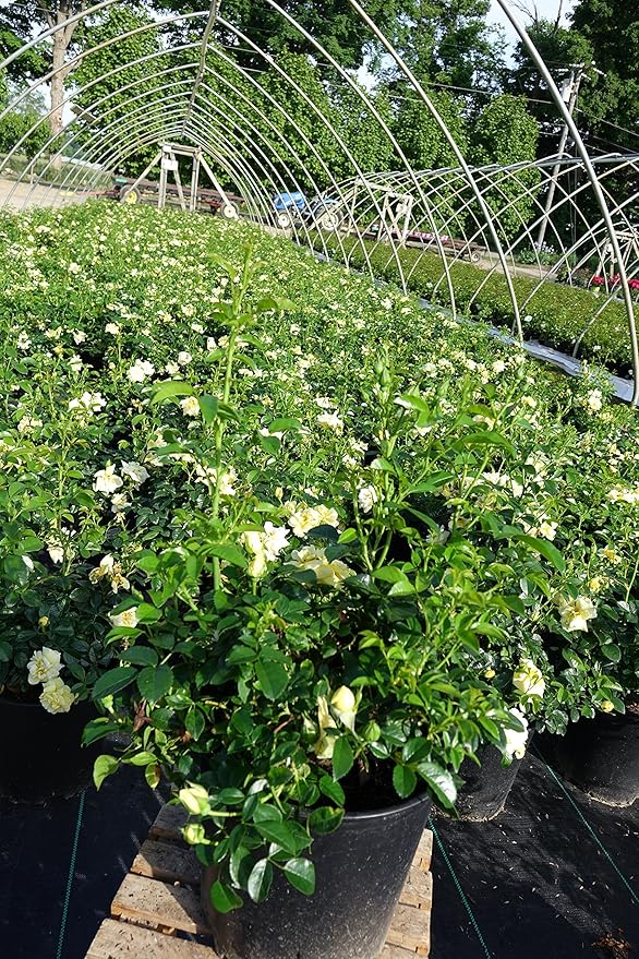 Green Promise Farms Rosa Carpet (Ground Cover) Rose, 2 Size Container, yellow flower