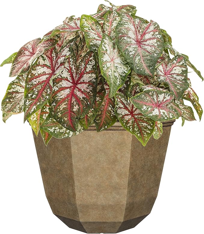 Classic Home and Garden Premiere Collection Planter, Shaina 15", Earth