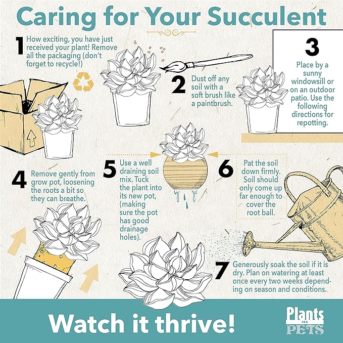 String of Bananas Succulent, Hanging Plants Live Succulents Plants Live Houseplants, Hanging Planter Basket, Mini Succulents Live Plants Indoor Plants in Plant Basket by Plants for Pets