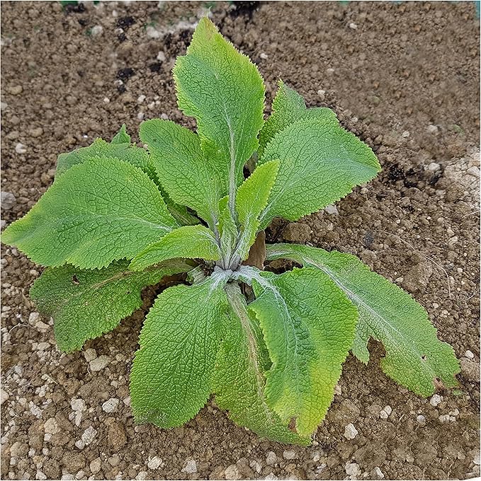 Seed Needs, Mixed Gloxiniaeflora Foxglove Seeds for Planting - Heirloom & Open Pollinated Biennial Flowers - Perfect for Butterfly Gardens & Insectaries (2 Packs)