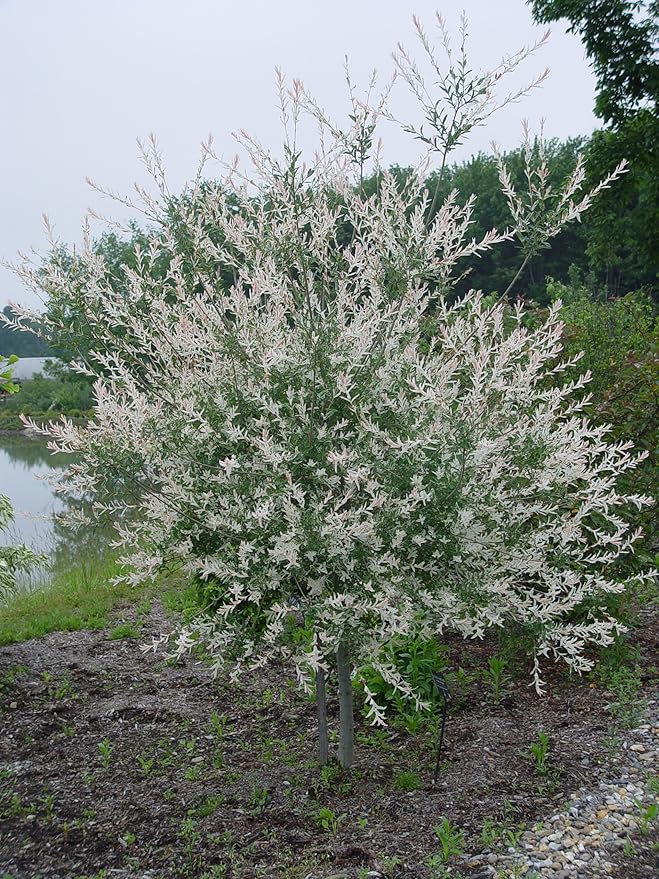 Green Promise Farms - Salix `Hakaro Nishiki' (Dappled Willow)Shrub, #3 -Size Container