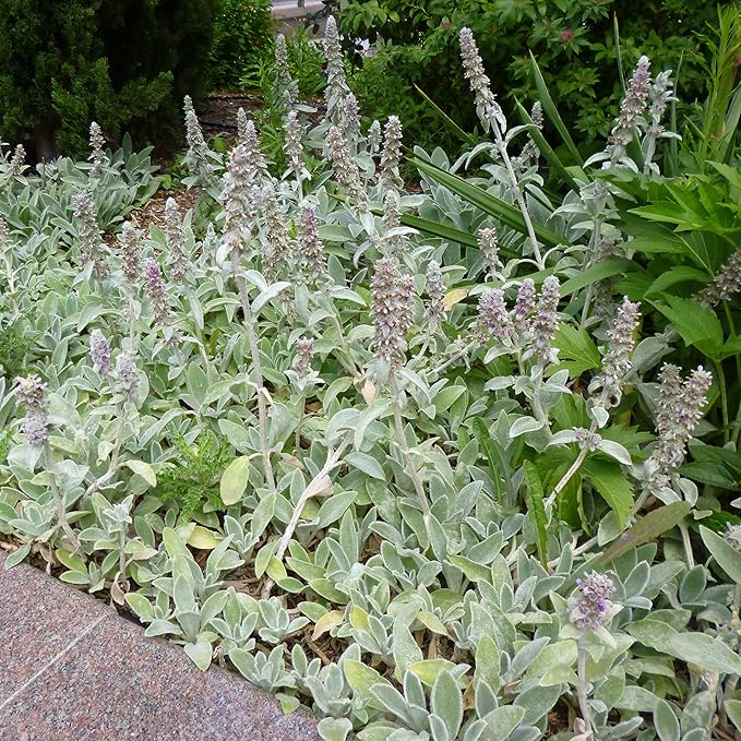 Outsidepride 1000 Seeds Perennial Stachys Byzantina Lamb's Ear Flower Seeds for Planting