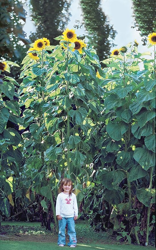 Burpee American Giants Hybrid Sunflower Seeds 50 seeds