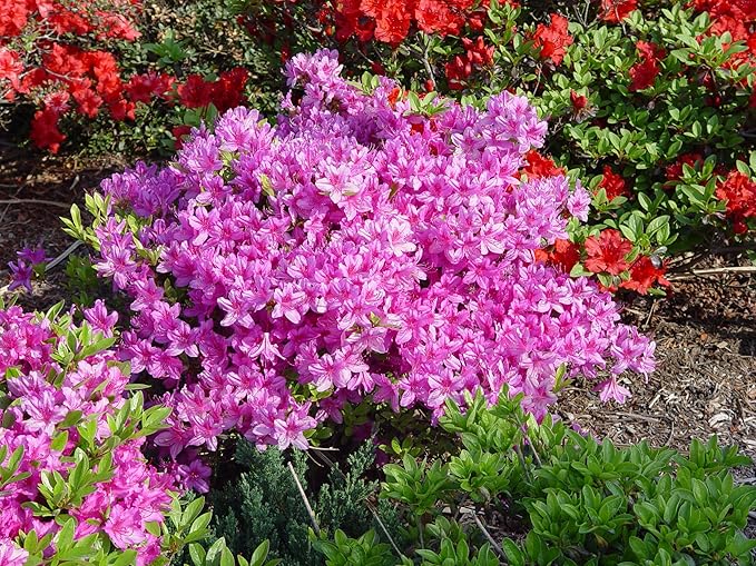 Azalea 'Karen' (Azalea) Shrub, lavender flowers, #3 - Size Container