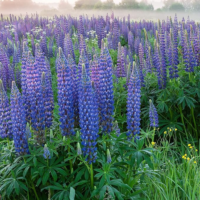 Outsidepride 500 Seeds Perennial Blue Lupine Flower Seeds for Planting