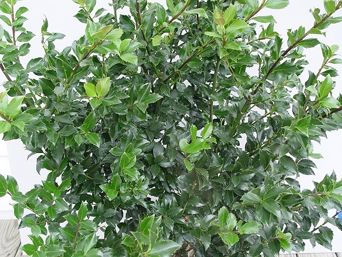 Ilex X meserveae 'Blue Maid' (Blue Holly) Evergreen, 2 - Size Container