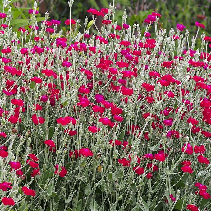 Outsidepride 10000 Seeds Perennial Lychnis Coronaria Rose Campion Flower Seeds for Planting