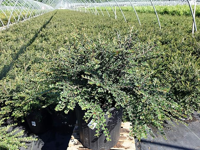 Cotoneaster adpressus 'Little Gem' (Little Gem Cotoneaster) Shrub, #2 - Size Container