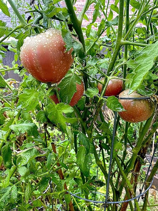 Nelson - All Vegetable Garden Plant Food, Granular Fertilizer, Multi-Purpose High Calcium Phosphorus Micronutrients in Ground, Gardens, Containers, & Greenhouses, NutriStar 12-14-11 (25 lb.)