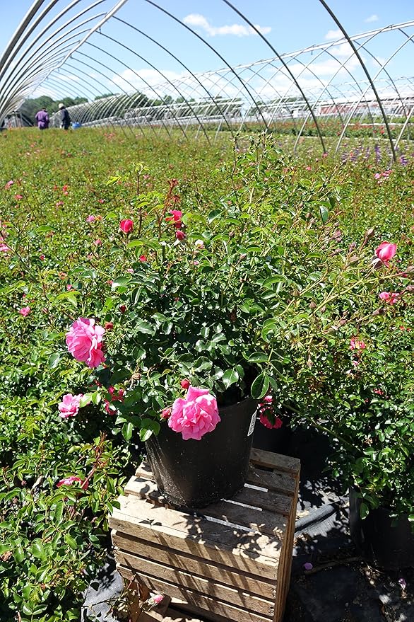 Green Promise Farms Rosa Carpet (Ground Cover) Rose, 2 Size Container, pink flower