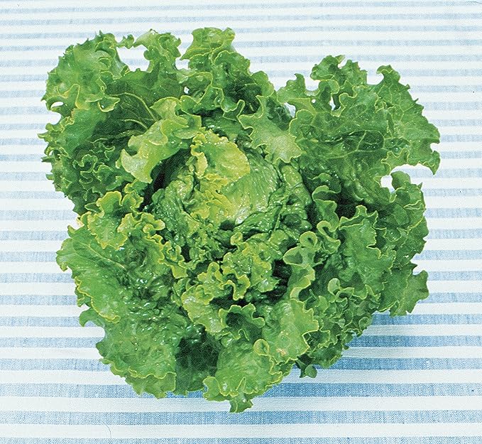 Burpee Green Ice Lettuce Seeds 1000 seeds
