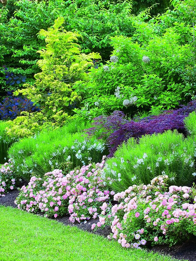 PERFECT PLANTS Peach Drift Rose Live Plant, 3 Gallon, Dark Green