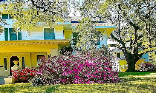 Nelson Azalea & All Acid Loving Plant Food Huge Blooms Jasmines Roses Camellias Gardenias NutriStar (25 lb.)